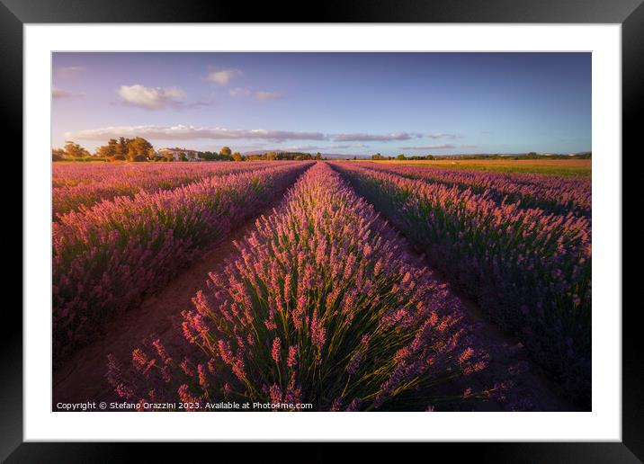 Lavender flowers fields at sunset. Marina di Cecina, Tuscany Framed Mounted Print by Stefano Orazzini