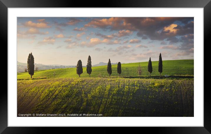 Cypress trees along a hillside in the Pisan hills. Tuscany Framed Mounted Print by Stefano Orazzini