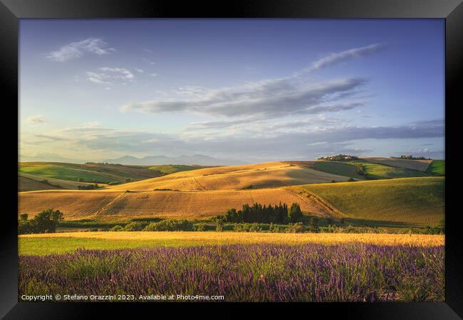Lavender in Tuscany, hills and green fields. Santa Luce, Pisa. Framed Print by Stefano Orazzini