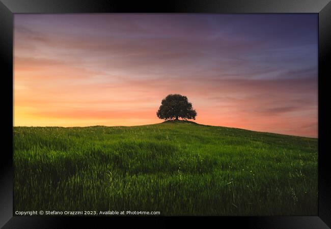 Holm oak on top of the hill at sunset. Val d'Orcia, Tuscany Framed Print by Stefano Orazzini