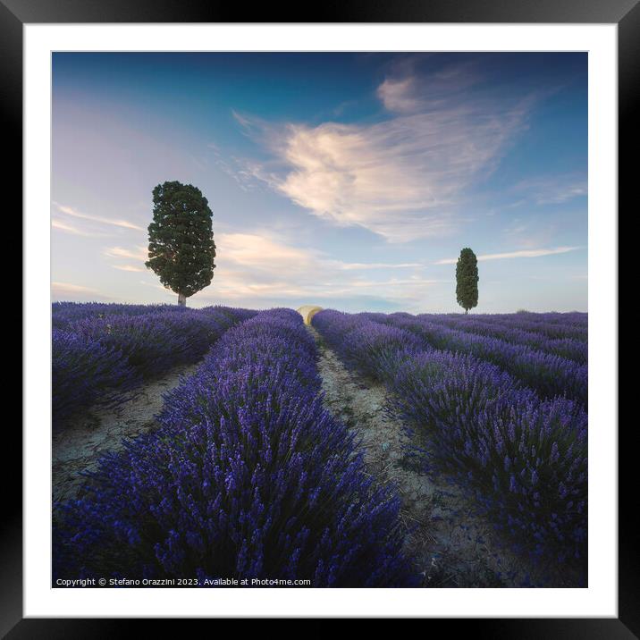 Lavender field and two trees. Tuscany, Italy Framed Mounted Print by Stefano Orazzini