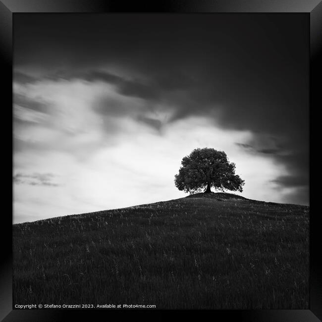 The Holm Oak of Pieve a Salti Framed Print by Stefano Orazzini