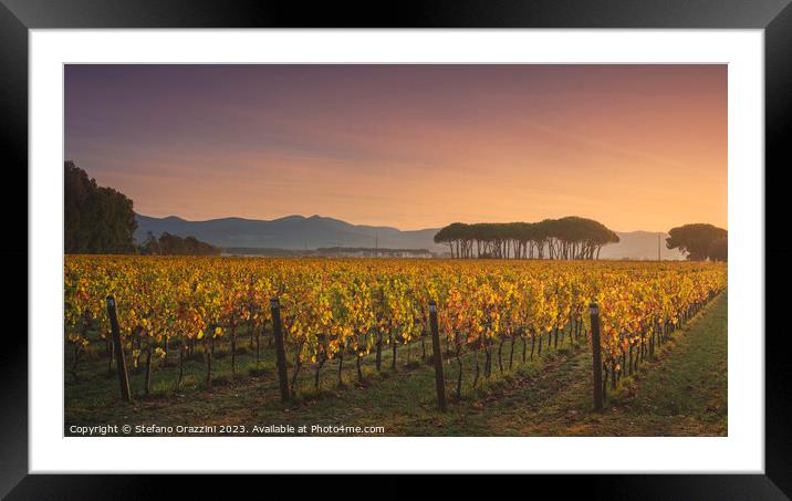 Bolgheri vineyard and pine trees at sunrise. Tuscany Framed Mounted Print by Stefano Orazzini