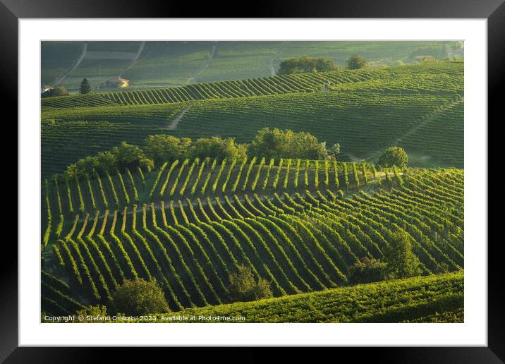 Langhe, trees among the vineyards, Neive, Piedmont, Italy. Framed Mounted Print by Stefano Orazzini
