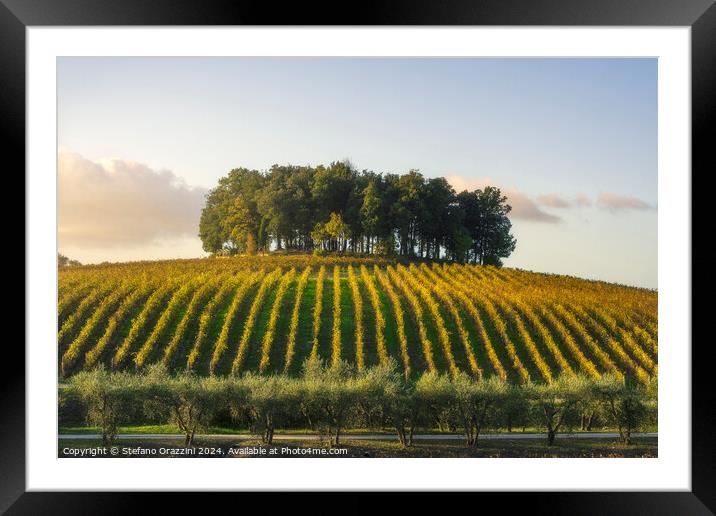 Group of trees on a hill above a vineyard. Chianti, Tuscany Framed Mounted Print by Stefano Orazzini