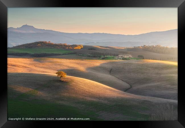Lonely tree on the hills of Val d'Orcia. Tuscany Framed Print by Stefano Orazzini