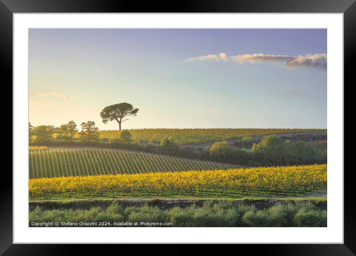 Stone pine and vineyards, autumn landscape in Chianti region Framed Mounted Print by Stefano Orazzini