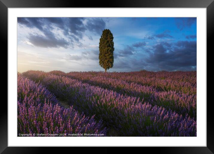 Lavender fields and cypress tree at sunset. Tuscany Framed Mounted Print by Stefano Orazzini