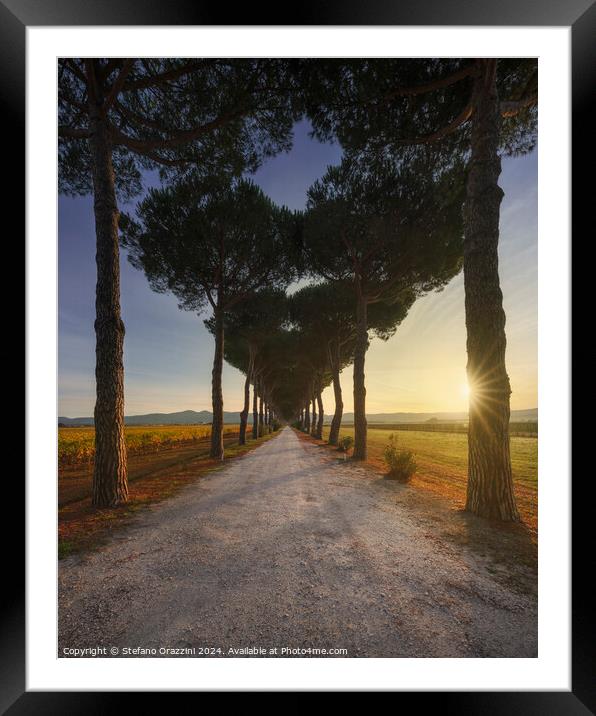 Bolgheri pine tree lined road and vineyards at sunrise. Tuscany Framed Mounted Print by Stefano Orazzini