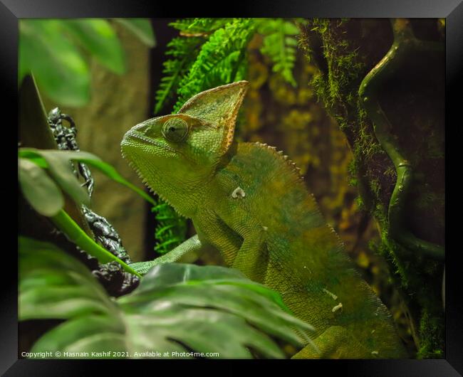 Green chameleon sitting on a twig Framed Print by Hasnain Kashif