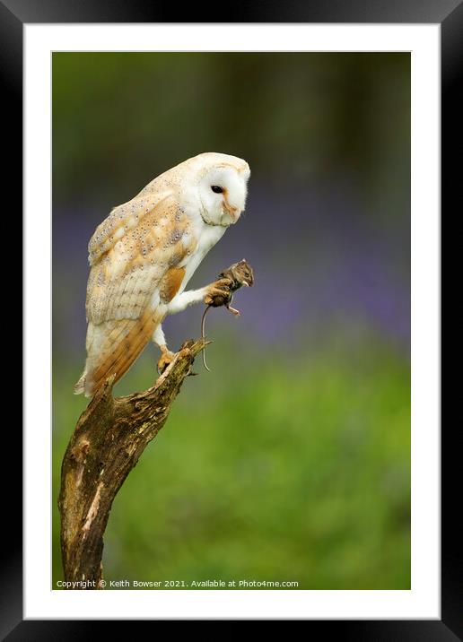 Barn owl with prey Framed Mounted Print by Keith Bowser