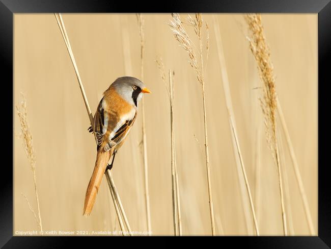 Bearded tit on a reed stem Framed Print by Keith Bowser