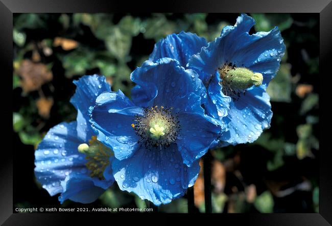 3 Blue poppies Framed Print by Keith Bowser