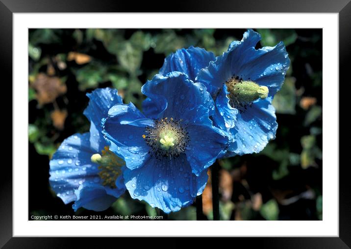 3 Blue poppies Framed Mounted Print by Keith Bowser