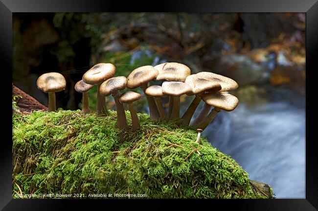 Dark Honey fungi  Framed Print by Keith Bowser