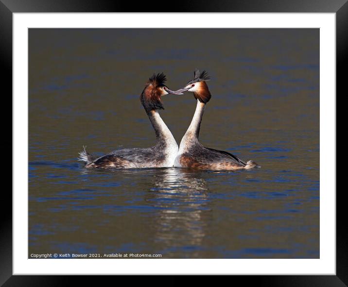 Great Crested Grebes courting Framed Mounted Print by Keith Bowser