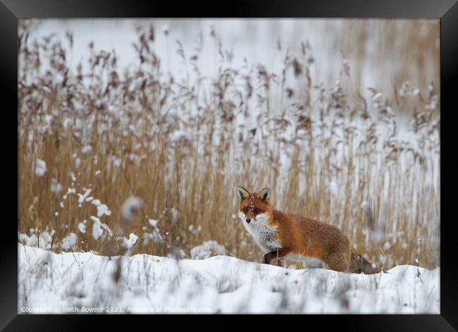 Red Fox hunting in snow Framed Print by Keith Bowser