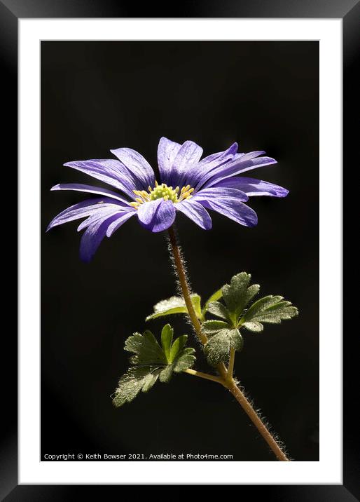 Blue Anemone Blanda in close up Framed Mounted Print by Keith Bowser