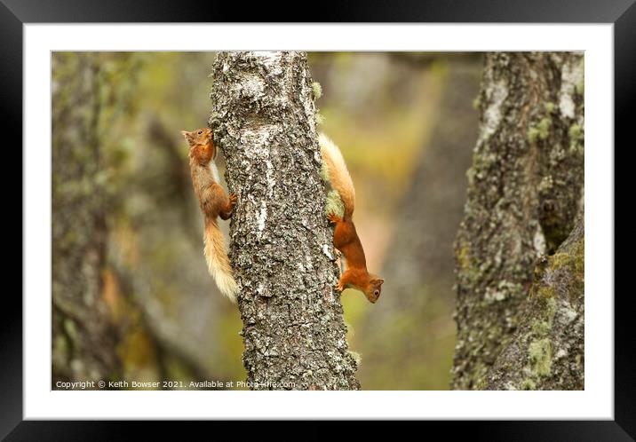 Red squirrels running round an old tree Framed Mounted Print by Keith Bowser