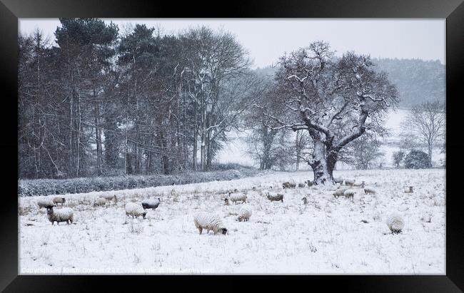 Sheep in winter snow Framed Print by Keith Bowser