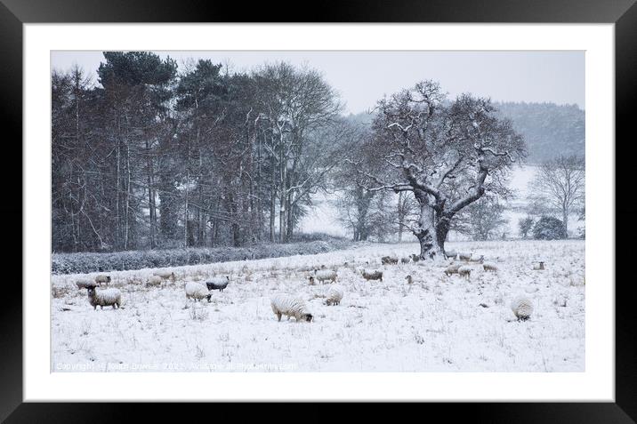 Sheep in winter snow Framed Mounted Print by Keith Bowser