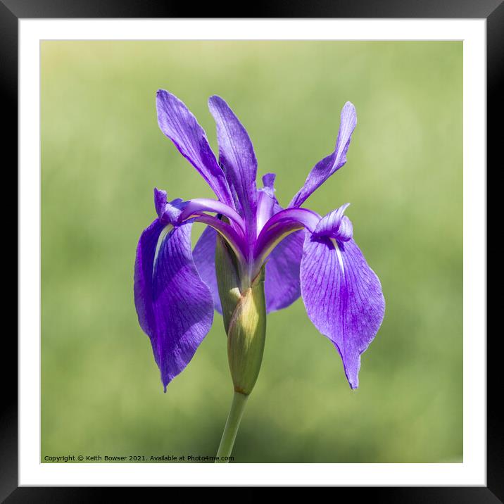 Blue Water Iris Framed Mounted Print by Keith Bowser