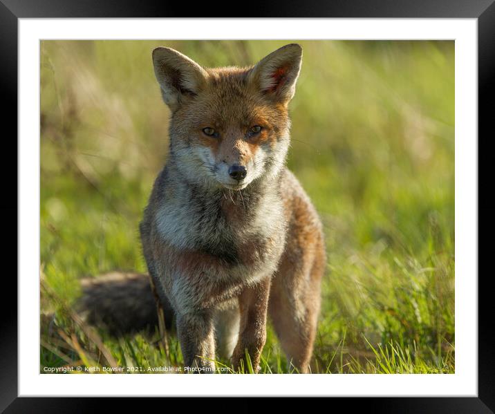 Red fox  Framed Mounted Print by Keith Bowser