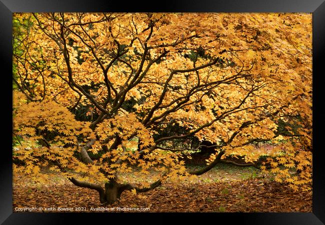 Golden Acer Westonbirt Framed Print by Keith Bowser