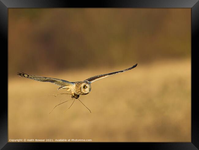 Short eared Owl Framed Print by Keith Bowser