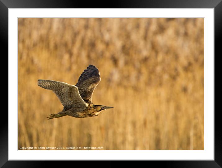 Bittern in flight Framed Mounted Print by Keith Bowser