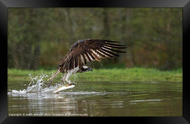 Osprey catching trout Framed Print by Keith Bowser