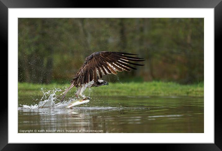 Osprey catching trout Framed Mounted Print by Keith Bowser