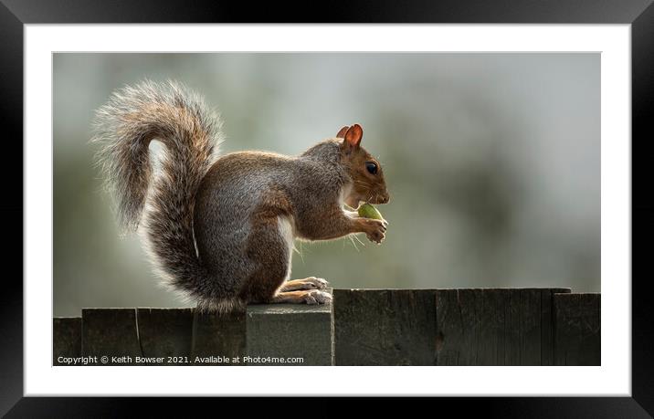 A grey squirrel sitting on a fence Framed Mounted Print by Keith Bowser