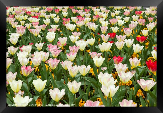 Red to White tulip in a floral display Framed Print by Keith Bowser