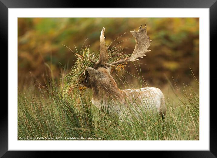 Fallow deer in the rutting season Framed Mounted Print by Keith Bowser