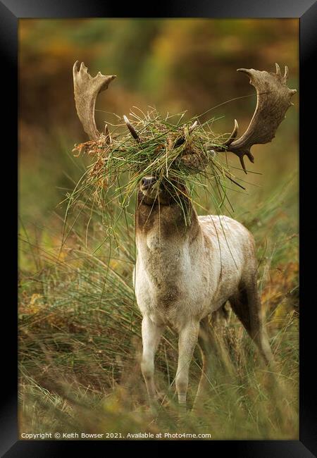 Fallow deer in the rutting season Framed Print by Keith Bowser