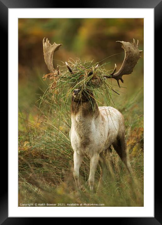 Fallow deer in the rutting season Framed Mounted Print by Keith Bowser