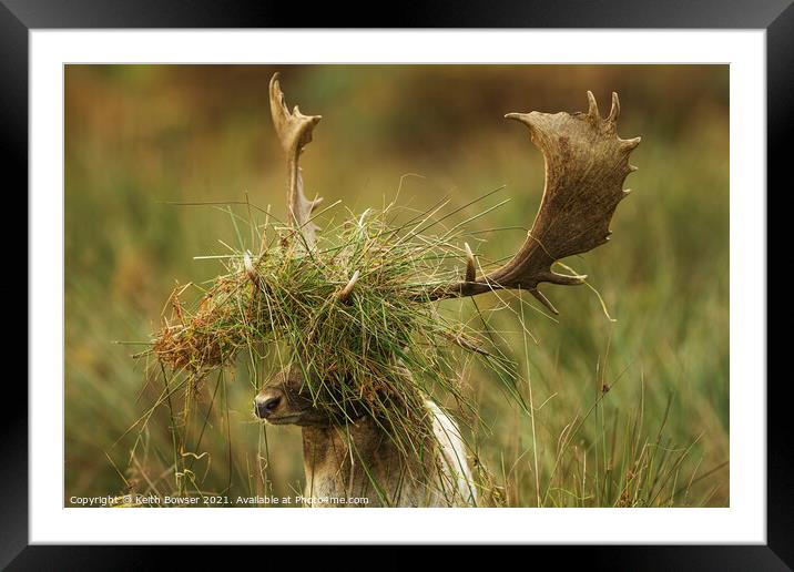 Fallow deer in the rutting season Framed Mounted Print by Keith Bowser