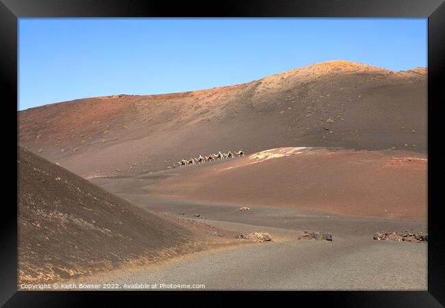 Camel train crossing the Timanfaya National Park, Lanzarote Framed Print by Keith Bowser