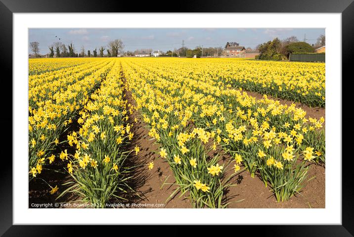 Cultivated field of daffodils in full bloom Framed Mounted Print by Keith Bowser