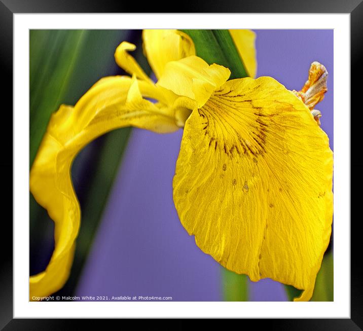 Yellow Lily Growing Wild on a French River Bank. Framed Mounted Print by Malcolm White