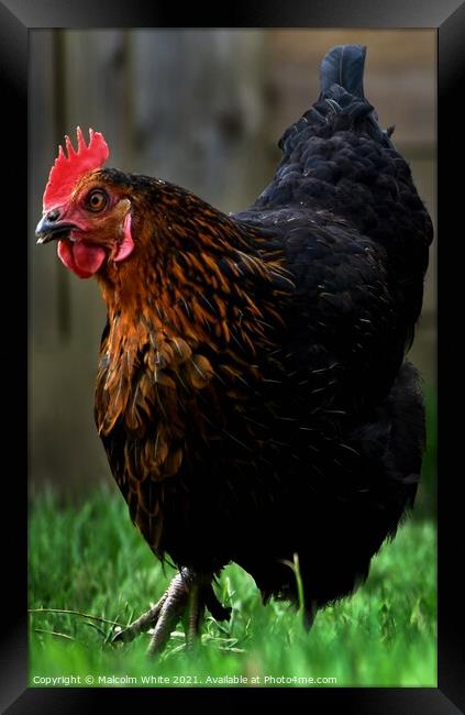 Farm Chicken Portrait Framed Print by Malcolm White