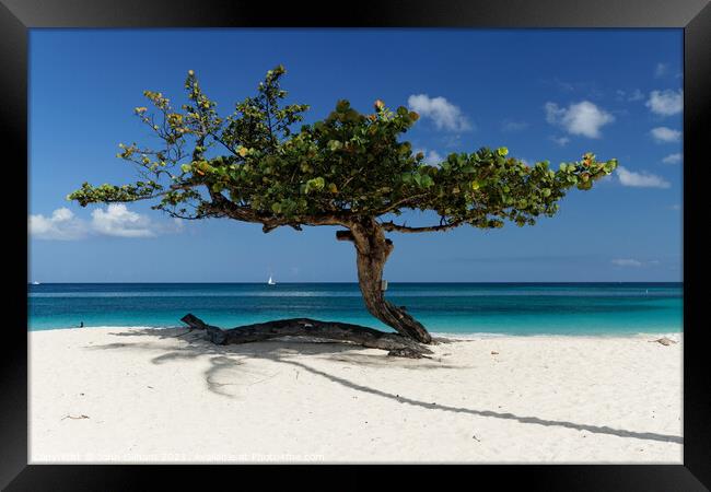 Tree on a Caribbean Beach Framed Print by John Gilham