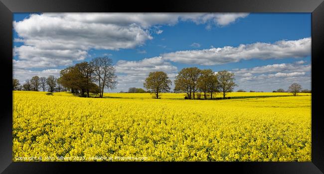 Outdoor field of rapeseed in full bloom in Kent UK Framed Print by John Gilham