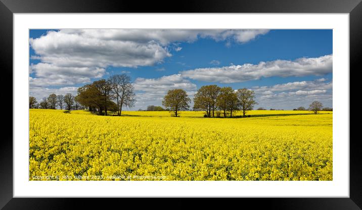 Outdoor field of rapeseed in full bloom in Kent UK Framed Mounted Print by John Gilham