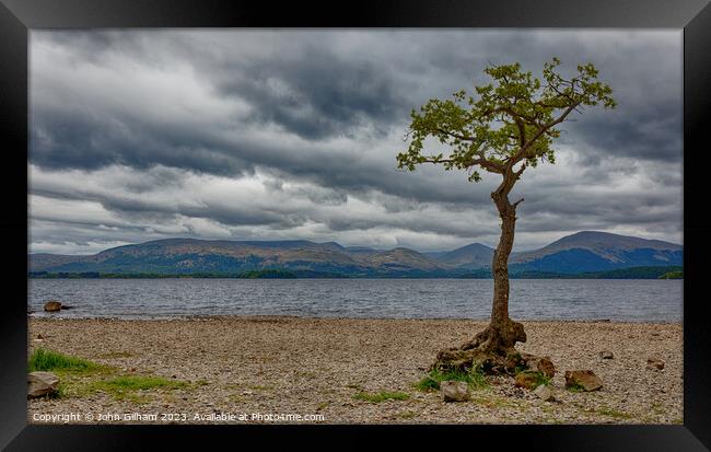 Lone Tree on Loch Lomond in Scotland Framed Print by John Gilham