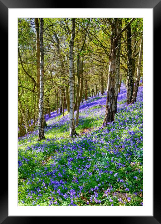 Bluebells in an English wood Framed Mounted Print by John Gilham