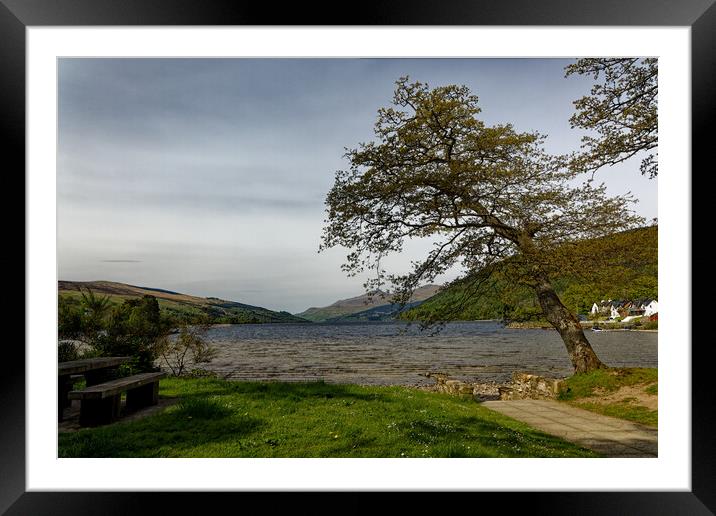 A majestic tree on the shore of Loch Tay in Scotland UK Framed Mounted Print by John Gilham
