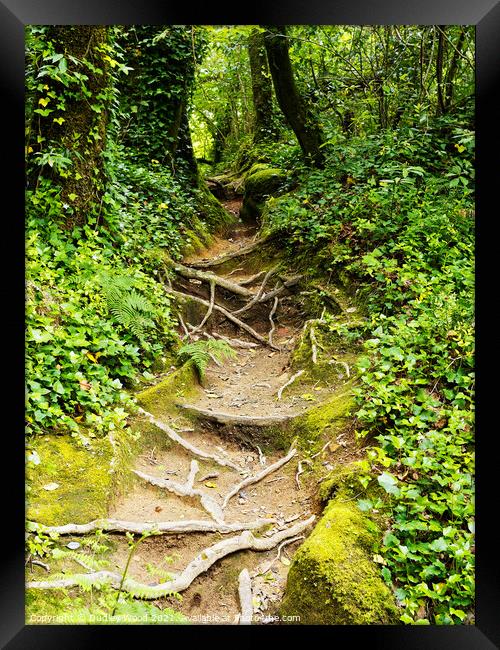 Enchanted Forest Trail Framed Print by Dudley Wood