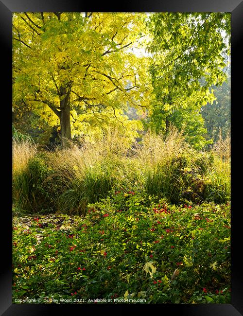 Enchanted Sunlit Woodlands Framed Print by Dudley Wood